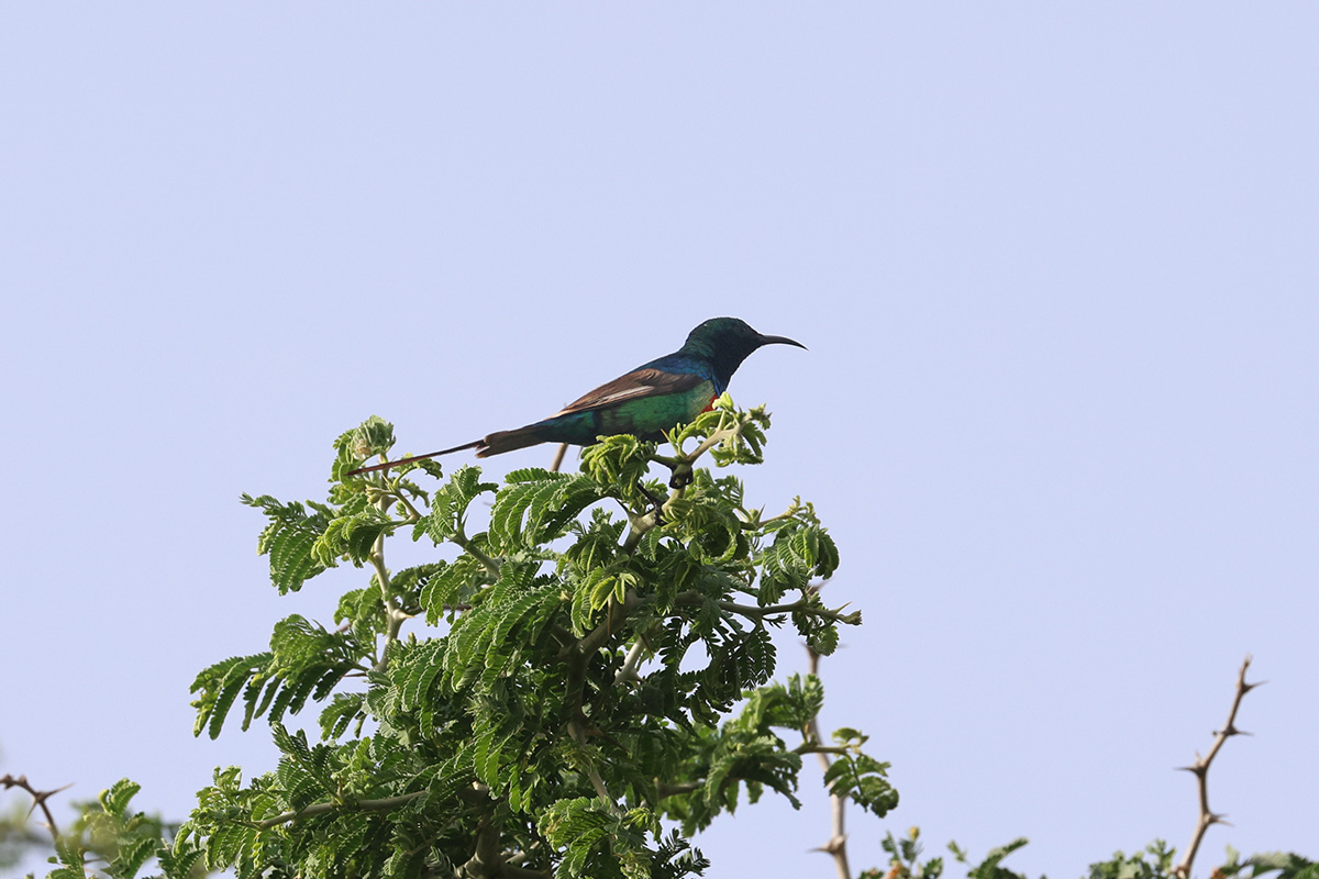 Beautiful Sunbird